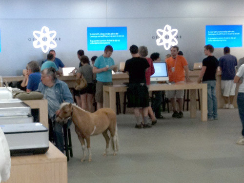 caballo en la tienda de manzana