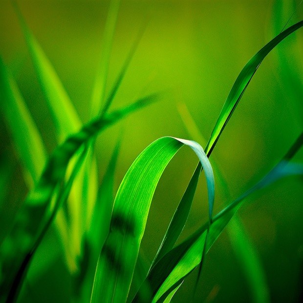 Briznas de hierba verde