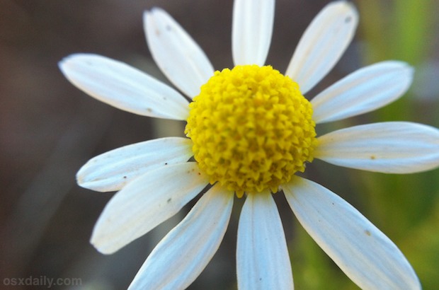 Fotografía macro de iPhone de una flor