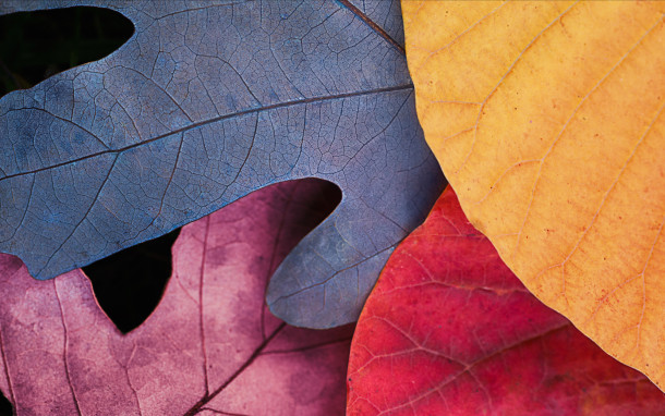 hojas-de-otoño-retina_presentation_largement_2x