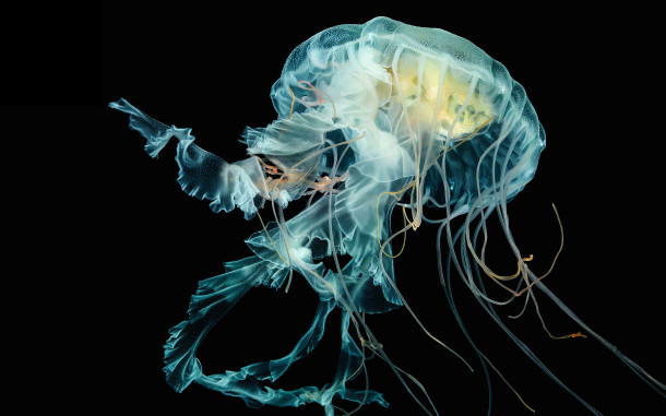 jelly-wallpaper-from-wired-watch-article