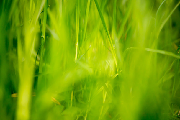 Fondo de pantalla de campos de hierba verde 284