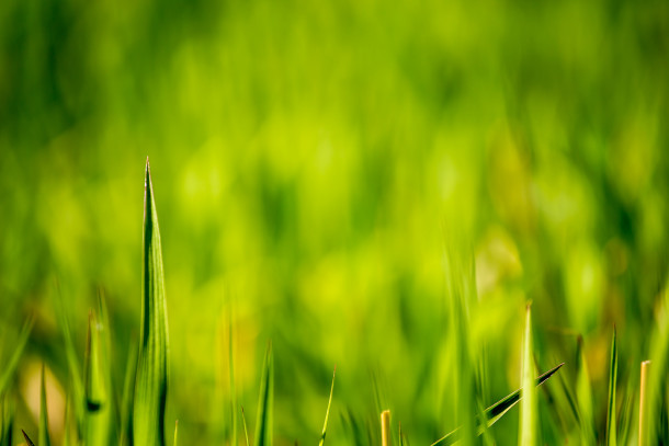 Fondo de pantalla de campos de hierba verde 356