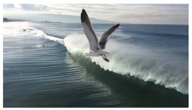La gaviota sobrevuela una ola rompiendo en California, filmada con un iPhone