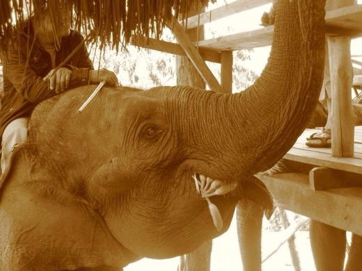 Elefante, tailandia