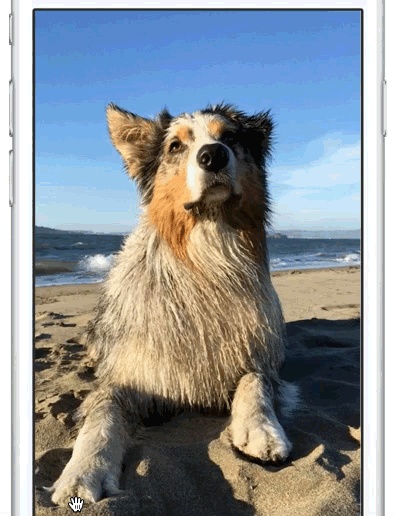 Ejemplo de foto de perro en vivo de Apple
