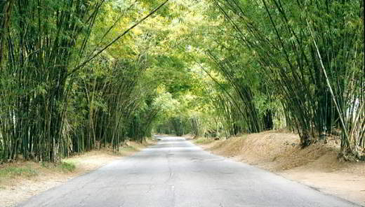 Evenue de bambú