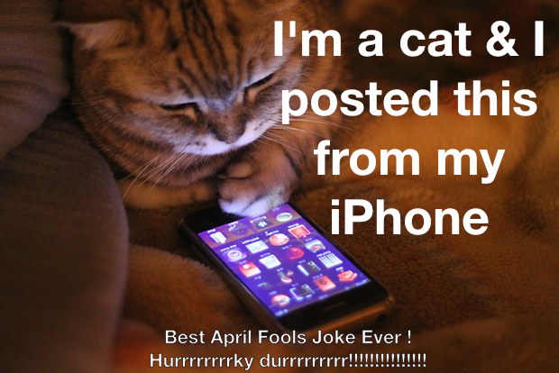 gato-iphone
