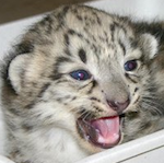 bebé leopardo de las nieves
