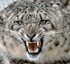 leopardo de las nieves enojado